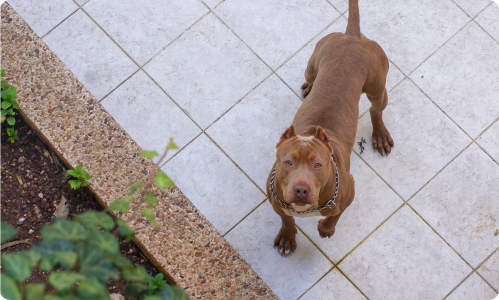 Doorbell view with pet on the frame 