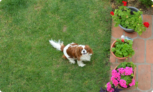 Dog on Sidewalk